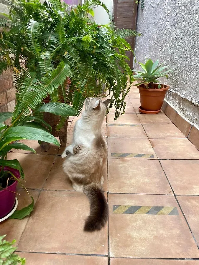 Hébergement de vacances Villa Casa Dionea, Puerto De La Cruz Espagne